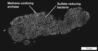 <strong>The following image illustrates a syntrophic relationship between an archaeon and a bacterium. The technique used to generate this image was </strong> A) light microscopy. B) transmission electron microscopy. C) metagenomics. D) fluorescence in situ hybridization. E) atomic force microscopy.