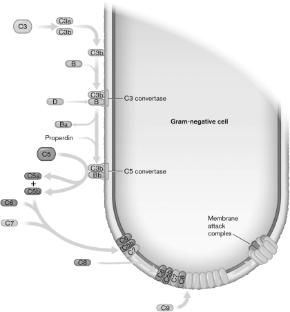 <strong>The figure below shows the ________ pathway. </strong> A) oxidative burst B) interferon C) defensins D) alternative complement E) complement inflammation