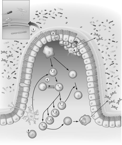 Using the figure below, interpret what is occurring at stage 3.