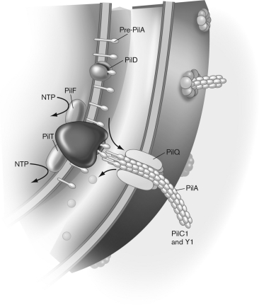 Describe what kind of assembly is occurring in the figure below, and identify the molecules that are present.  <div style=padding-top: 35px> 