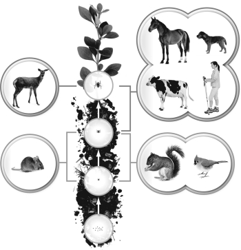 <strong>Using the figure below, which organism is an incidental host for Lyme disease? </strong> A) deer B) horse C) mouse D) squirrel E) dog