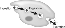<strong>What basic characteristic of life is illustrated by the figure below? </strong> A) metabolism B) equilibrium C) sensitivity D) consumption