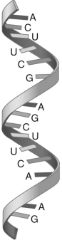 <strong>The figure below shows a molecule common in living cells,where the letters denote sugar and phosphate bases.What is the molecule? </strong> A) RNA B) DNA C) amino acid D) protein