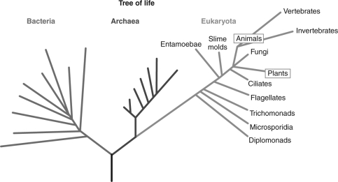 <strong>The figure below shows a phylogeny including many species of life on Earth.Which of the following pairs of organisms share the most recent last common ancestor? </strong> A) diplomonads and entamoebae B) ciliates and slime molds C) vertebrates and fungi D) animals and diplomonads