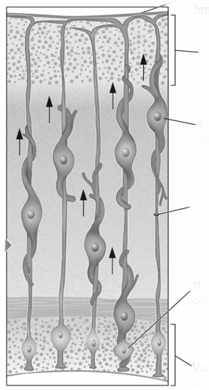 <strong> This figure illustrates which of the following processes?</strong> A) Migrating cells follow radial glia from the ventricular zone to the developing cortex. B) Progenitor cells located in the ventricular zone produce daughter cells that remain in the ventricular zone or migrate. C) Developing axons adhere to cell adhesion chemicals on the surface of other cells on route to forming synapses with target cells. D) Guidepost cells release chemicals that either attract or repel growing axons.