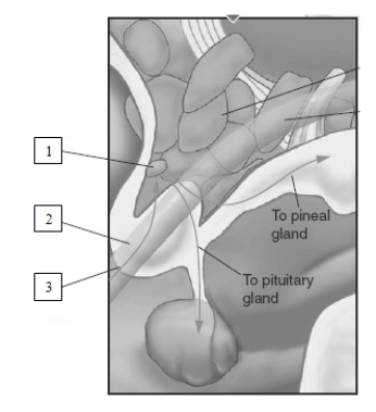 <strong> The pathways labeled number 2 and number 3 in this illustration originate in the</strong> A) suprachiasmatic nucleus (SCN). B) preoptic area (POA). C) retina. D) basal forebrain.
