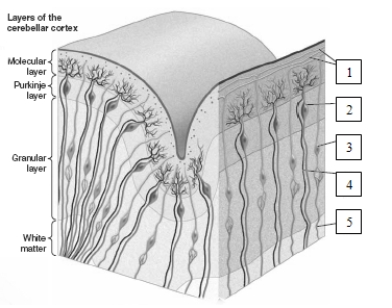 <strong> The structure identified as number 5 in this illustration represents a</strong> A) parallel fiber. B) climbing fiber. C) mossy fiber. D) perforant pathway fiber.