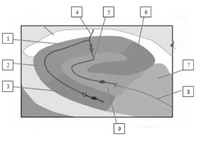 What fiber pathway is indicated in this illustration by the number 8?