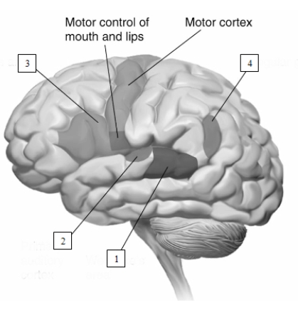   What structure associated with language is indicated by the number 4 in this illustration?