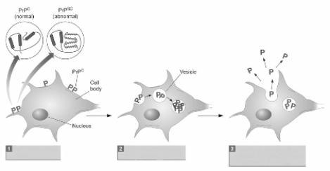   This image illustrates an infectious process involved in