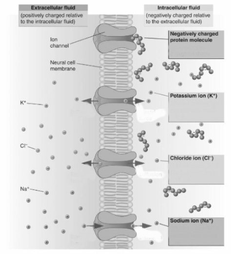 -For each of the four molecules shown in this figure (proteins,potassium,chloride,and sodium),describe how the processes of diffusion and electrical force affect their location in the resting cell.