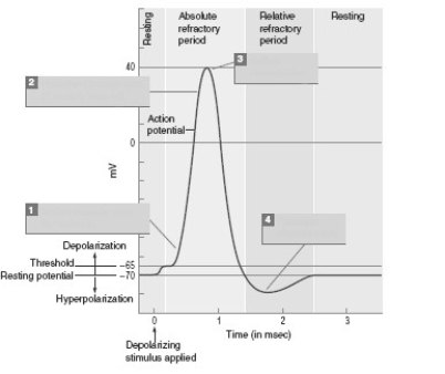 -Identify the events that are occurring at the points labeled 1,2,3,and 4 in this figure,and describe their significance to the occurrence of an action potential.
