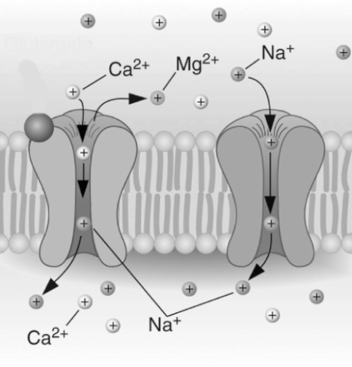 <strong>(see Figure 4.11c) This image illustrates the activation of which of the following types of receptor? </strong> A)an NMDA glutamate receptor B)a kainate glutamate receptor C)a nicotinic dopamine receptor D)a GABAA receptor