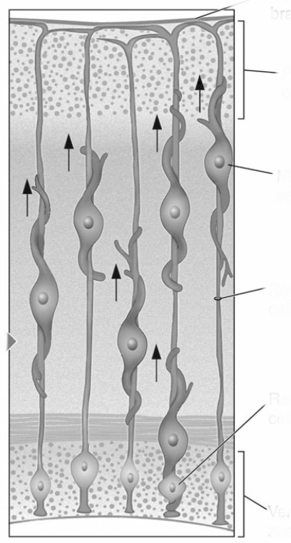 <strong>(see Figure 5.15)​   This figure illustrates which of the following processes?​ </strong> A) Migrating cells follow radial glia from the ventricular zone to the developing cortex.  B)Progenitor cells located in the ventricular zone produce daughter cells that remain in the ventricular zone or migrate.  C)Developing axons adhere to cell adhesion chemicals on the surface of other cells on route to forming synapses with target cells.  D)Guidepost cells release chemicals that either attract or repel growing axons. <div style=padding-top: 35px> 