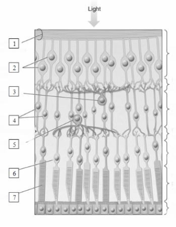 <strong>(see Figure 6.1-)   The dendrites of ganglion cells form connections with the amacrine and bipolar cells in the _________ layer.​ </strong> A)inner nuclear  B)outer nuclear  C)inner plexiform  D)outer plexiform <div style=padding-top: 35px> 