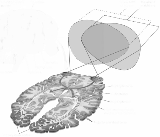 (see Figure 6.16) -Which layer of striate cortex (primary visual cortex)receives input from the LGN?