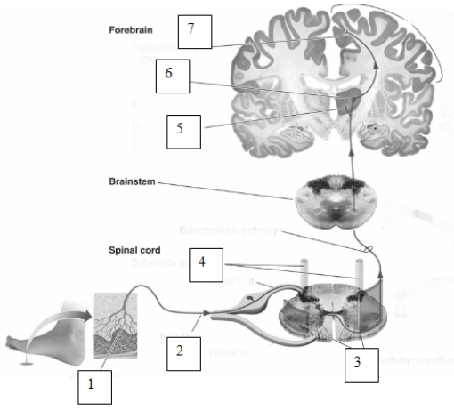 (see Figure 7.23) -Identify the route taken by pain information from the periphery of the body to the cerebral cortex.Be sure to identify the structures and pathways labeled 1 through 7 in this image.