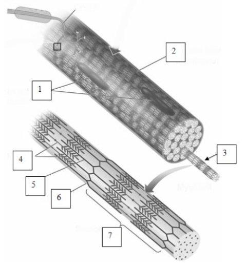 <strong> The structure indicated by the number 3 in this image is </strong> A)myofibril. B)z-line. C)sarcomere. D)motor end plate.