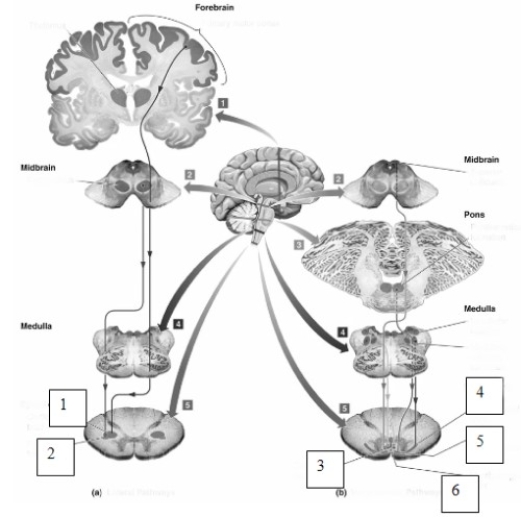 -The pathways illustrated in the left side of this figure (numbers 1 and 2)are known as the