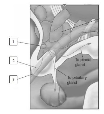 <strong> The labeled number 2 in this illustration indicates the </strong> A)suprachiasmatic nucleus (SCN). B)preoptic area (POA). C)retina. D)basal forebrain.