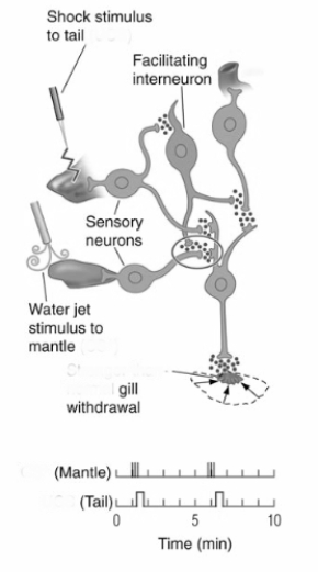 <strong> The procedure illustrated in this figure will result in </strong> A)sensitization of the Aplysia gill-withdrawal reflex. B)classical conditioning of the Aplysia gill-withdrawal reflex. C)habituation of the Aplysia gill-withdrawal reflex. D)extinction of the Aplysia gill-withdrawal reflex.