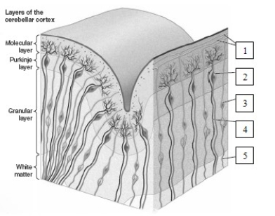 <strong> The structure identified as number 5 in this illustration represents a </strong> A)parallel fiber. B)climbing fiber. C)mossy fiber. D)perforant pathway fiber.