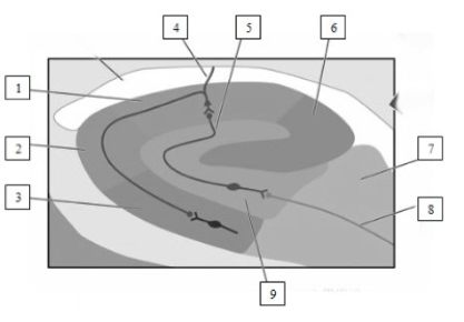 -Information from structure number 1,known as ____________________,leaves the hippocampus via structure number ____________________,which forms the ____________________.