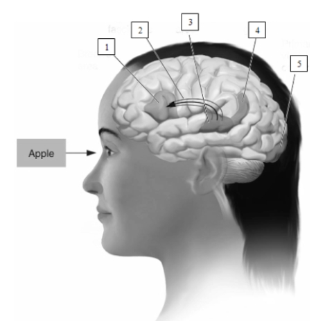 see Figure 13.21    -During reading,information travels from the structure numbered 3 in this illustration,which is ____________________,to the structure numbered 1,____________________,by way of the structure numbered 2,____________________.