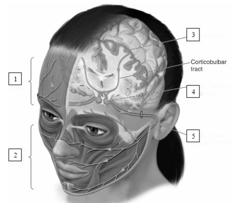 <strong>see Figure 14.2 The structure indicated by the number 4 in this illustration is the </strong> A)facial nucleus. B)solitary nucleus. C)inferior olive. D)trigeminal nucleus.