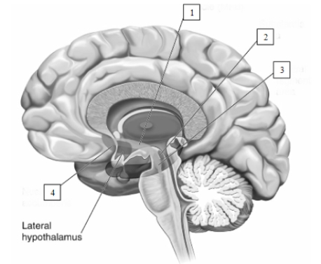 see Figure 14.17 -The pathway indicated by the number 1 in this illustration is known as the