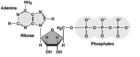 <strong>Figure 9.1 Refer to Figure 9.1.What characteristic of this molecule (ATP)is responsible for its high energy level compared to AMP?</strong> A)the nitrogen atoms in adenine B)the phosphorus atoms in the phosphate groups C)the C-H bonds of the ribose sugar D)the closely spaced negative charges associated with the phosphate groups