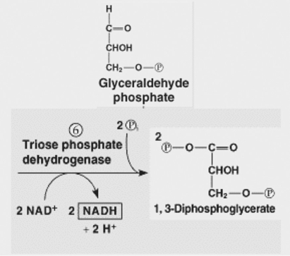<strong>Figure 9.2 Refer to Figure 9.2.Which reactant molecule becomes reduced in the following chemical reaction? Glyceraldehyde phosphate + NAD⁺ → diphosphoglycerate + NADH + H⁺</strong> A)glyceraldehyde phosphate B)the electrons C)NAD⁺ D)phosphate
