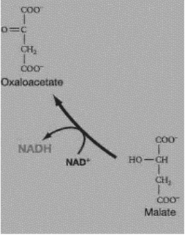 <strong>Figure 9.3 Refer to Figure 9.3.Which of these statements concerning the following reaction is true? Malate + NAD⁺ → oxaloacetate + NADH + H⁺</strong> A)Malate is more oxidized than oxaloacetate. B)Malate is more reduced than oxaloacetate. C)NAD+ is more reduced than NADH. D)Oxaloacetate is more reduced than malate.