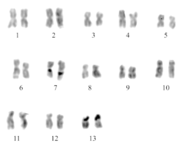 <strong>Figure 12.2 The karyotype shown above is that of a snail,Pomacea patula catemacensis.What is the diploid number for this organism?</strong> A)13 B)26 C)46 D)7