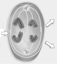 <strong>Figure 12.3 In Figure 12.3,what major event is taking place during this phase of meiosis?</strong> A)synapsis B)crossing over C)homologues separate D)separation of sister chromatids