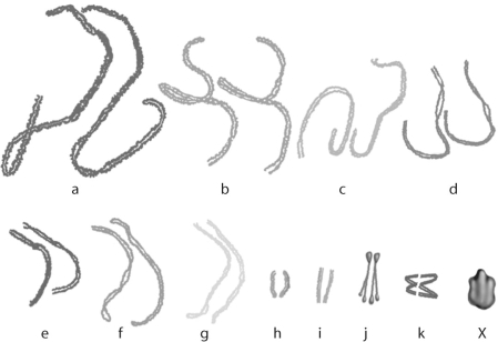 <strong>Figure 12.5 Grasshoppers have 11 pair of autosomes,and one sex chromosome.Which chromosome in Figure 12.5 is the sex chromosome?</strong> A)e B)X C)j D)k