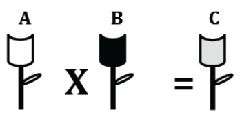<strong>Figure 13.2 Analyze the results of crosses and pedigrees to determine whether genes or alleles are autosomal or X-linked, dominant or recessive, linked or on different chromosomes. In the figure above,flower A was crossed with flower B to produce flower C.The phenotype of flower C is the result of</strong> A)incomplete dominance. B)codominance. C)the passing on of a sex-linked trait. D)aneuploidy.
