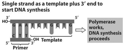 <strong>Figure 14.1 Refer to Figure 14.1.What bases will be added to the primer as DNA replication proceeds? The bases should appear in the order that they will be added.</strong> A)C,A,G,C,A,G,A B)T,C,T,G,C,T,G C)A,G,A,C,G,A,C D)U,G,U,C,G,U,C