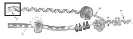 <strong>Figure 14.2 Identify the lagging strand in Figure 14.2.</strong> A)a B)b C)c D)d