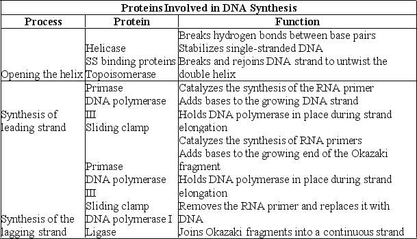 <strong>What can you infer from the information presented in this table? </strong> A)DNA polymerase I and DNA polymerase III are the same enzyme found in different organisms. B)DNA polymerase I and DNA polymerase III have different functions. C)The sliding clamp molecule is a ribozyme. D)Topoisomerase is involved in proofreading activity.