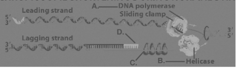 Figure 14.3 Refer to Figure 14.3.Which of the structures in the figure breaks hydrogen bonds between complementary bases?