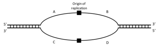<strong> Where would Okazaki fragments be found in the image above? Note: The black boxes represent RNA primers and the polarities of the template strands are indicated.</strong> A)A,B B)C,D C)A,C D)B,D E)A,D