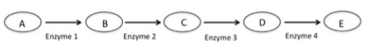 Figure 15.3 Above is a metabolic pathway for the synthesis of an amino acid (E), without which an organism could not live. Enzymes are represented by numbers, and substrates by letters. Use this figure for the next two questions. -According to the figure above,if enzyme 3 was nonfunctional in an organism,which of the following outcomes would you predict?