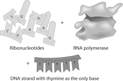 Figure 15.4 -Given the DNA template shown above,which of the following bases would you find in a complementary RNA strand?