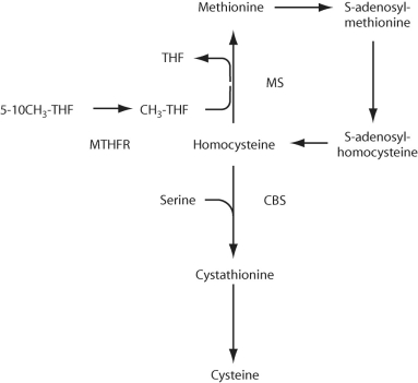 Figure 15.5 -Refer to Figure 15.4.Homocystinuria is a genetic disorder that results from a defect in one of the enzymes of the metabolic pathway shown.The gene for which enzyme/molecule is most likely defective?
