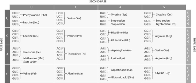 Figure 15.6 Use the figure to answer the following question(s). -All three domains (Bacteria,Archaea,and Eukarya)follow the same genetic code.Which of the following statements would most likely be accurate given that information?