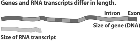 <strong>Figure 16.2 Refer to Figure 16.2.The mRNA is smaller than the length of the DNA that codes for it because</strong> A)the regulatory regions (introns)of the gene are not transcribed. B)post-transcriptional modification removes the introns. C)post-transcriptional modification removes the exons. D)bases are added to the tail of the primary transcript.