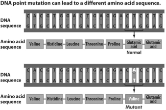 <strong>Figure 16.5 Refer to Figure 16.5.The mutation resulting in sickle cell anemia is an example of a</strong> A)point mutation. B)frameshift mutation. C)silent mutation. D)deletion.