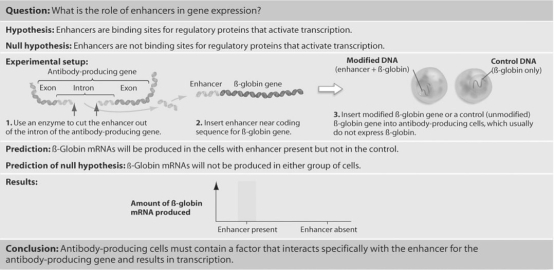 <strong>Figure 18.1 Predict what would occur in the experiment shown in Figure 18.1 if Tonegawa and colleagues had mistakenly inserted the antibody gene enhancer in reverse orientation (backward)into the β-globin gene.</strong> A)There would be no β-globin gene expression in the antibody-producing cells. B)There would be minute levels of β-globin gene expression in the antibody-producing cells. C)There would be transcription of the β-globin gene,but on the opposite strand of DNA from the one normally transcribed. D)There would be little difference in the results of this experiment and the one shown in the figure.