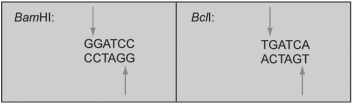 The restriction enzymes BamHI and BclI cut at the points indicated by arrows: If one sample of DNA was cut with BamHI and another with BclI,and these two samples were mixed and treated with DNA ligase,what would occur?